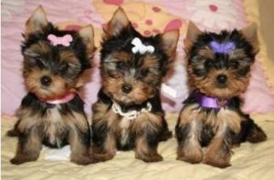 facebook, parody, social media, consultant, marketing, facebook, twitter, PR, online reputation, advertising, ATL, digital footprint, Social media ROI, brands, social media competitions, social media, consultant, marketing, PR, online reputation, advertising, ATL, digital footprint, Social media ROI, brands, social media competitions, social media, consultant, strategy, kerry fitzgerald, dublin, marketing, ireland, small business, facebook, linkedin, twitter, training